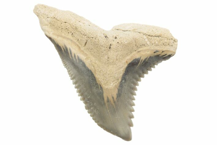 Snaggletooth Shark (Hemipristis) Tooth - Aurora, NC #194972